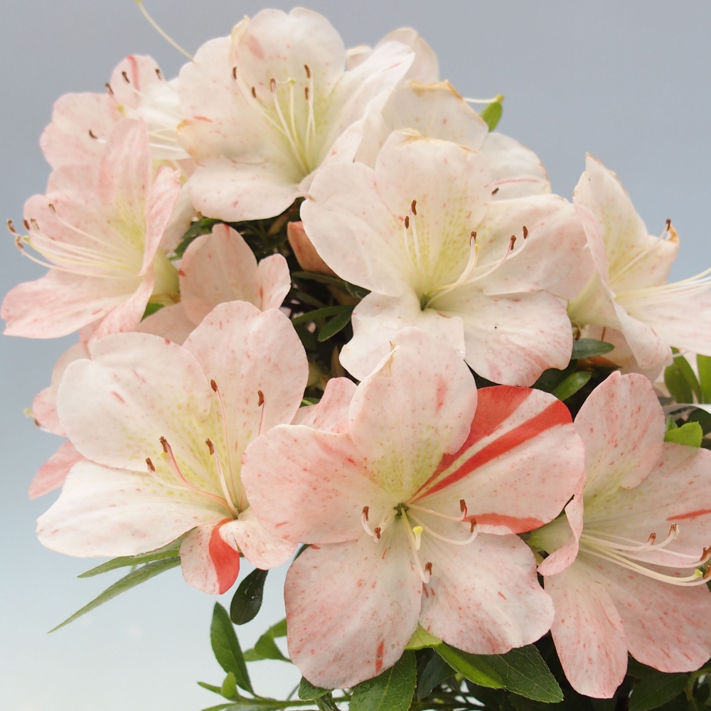 Venkovní bonsai - Japonská azalka - Azalea Asazakura