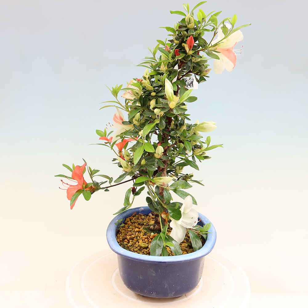 Venkovní bonsai - Japonská azalka - Azalea Asahi-no-izumi
