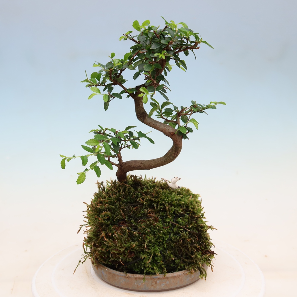 Kokedama s podmiskou - Ulmus parvifolia- malolistý jilm