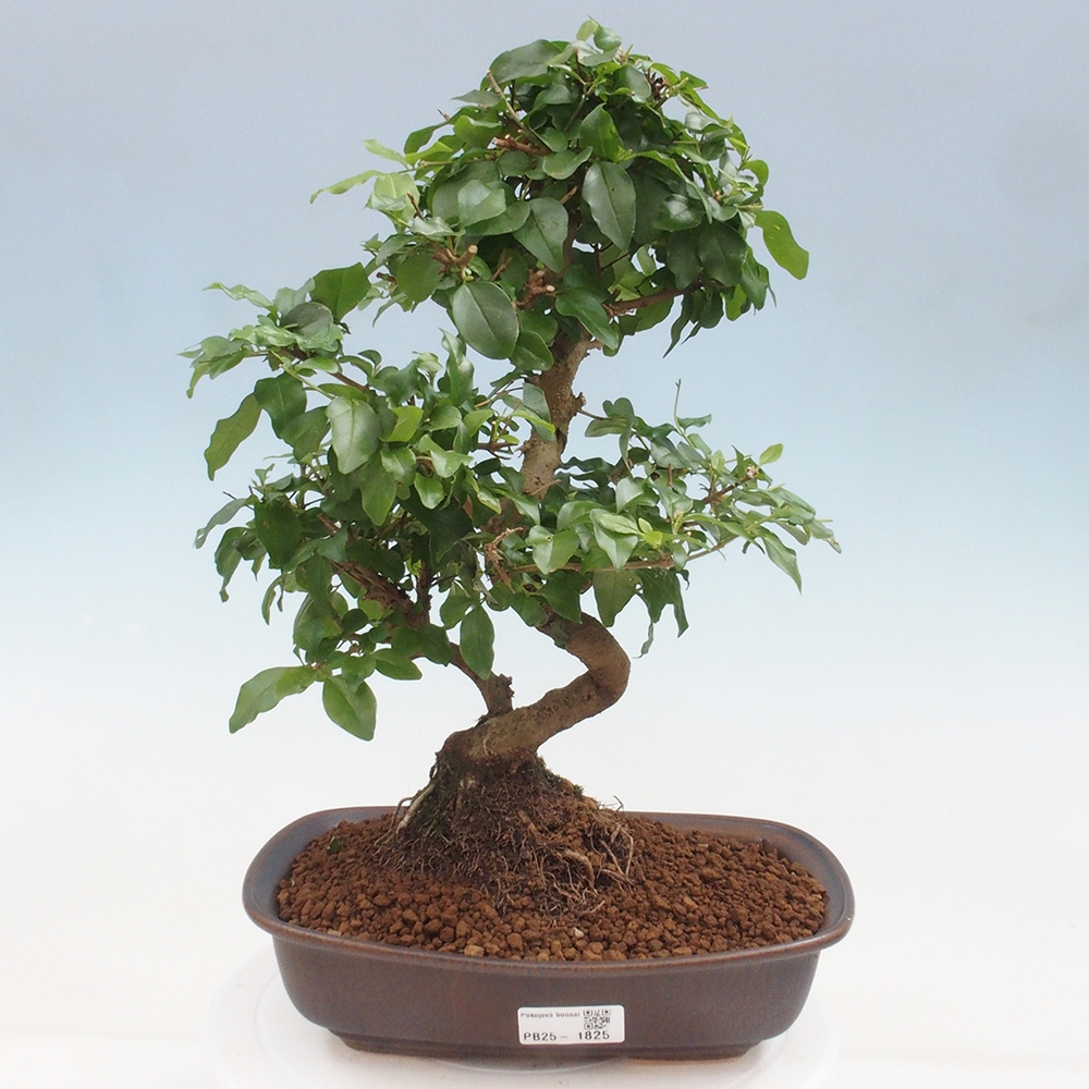 Pokojová bonsai -Ligustrum chinensis - Ptačí zob