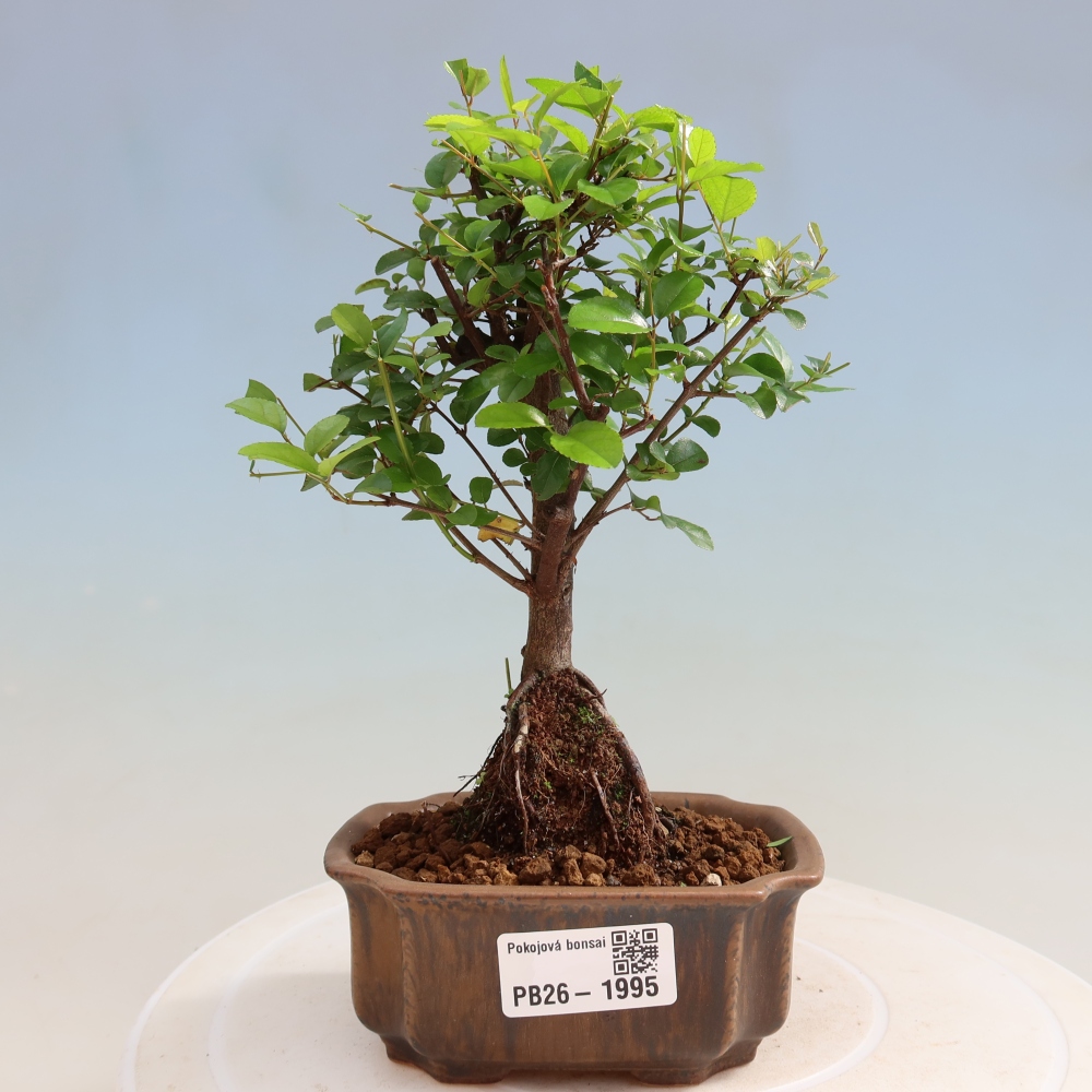 Pokojová bonsai - Sagerécie thea - Sagerécie thea