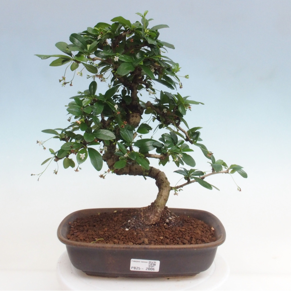 Pokojová bonsai - Carmona macrophylla - Čaj fuki