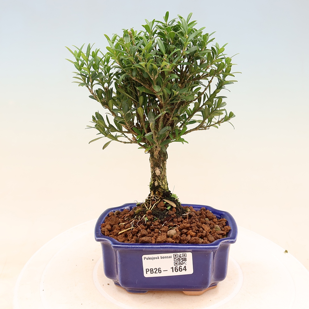 Pokojová bonsai - Buxus harlandii -korkový buxus
