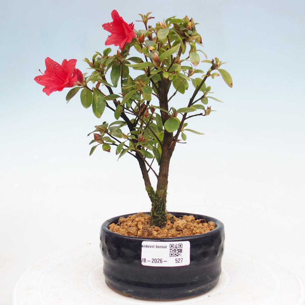 Venkovní bonsai - Japonská azalka - Azalea sp.