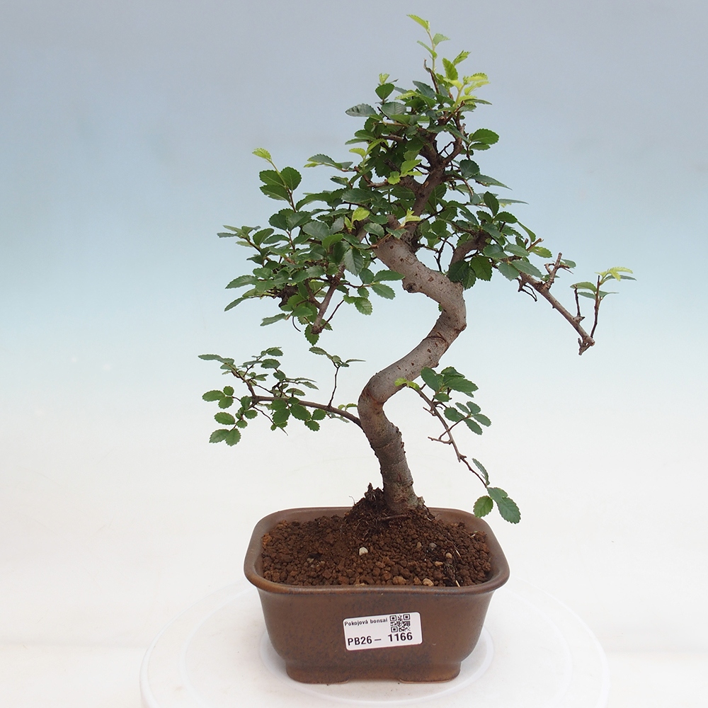 Pokojová bonsai - Ulmus parvifolia - Malolistý jilm