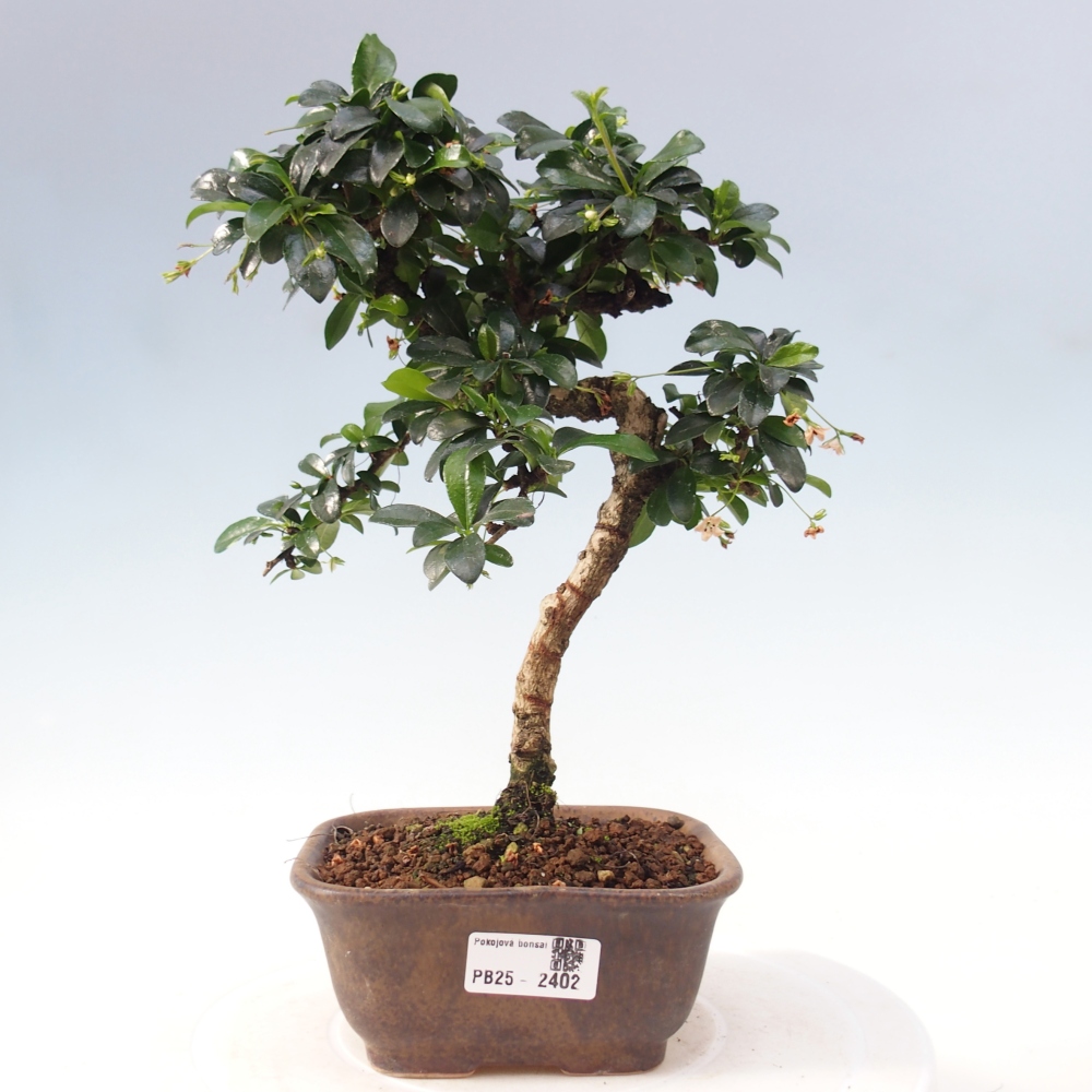 Pokojová bonsai - Carmona macrophylla - Čaj fuki