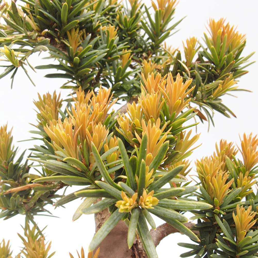 Venkovní bonsai - Taxus cuspidata  - Tis japonský