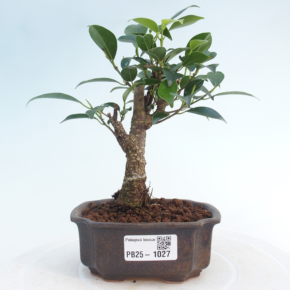 Pokojová bonsai Ficus retusa kimmen