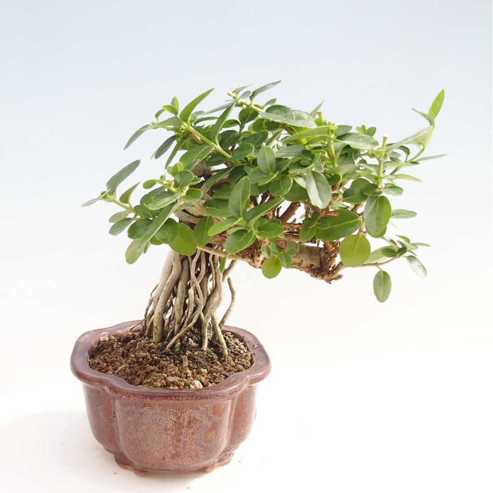 Pokojová bonsai - Premna serratifolia  - Kozlovoň malolistá
