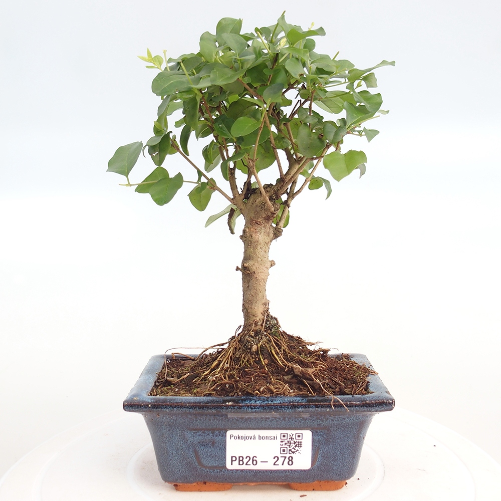 Pokojová bonsai -Ligustrum chinensis - Ptačí zob