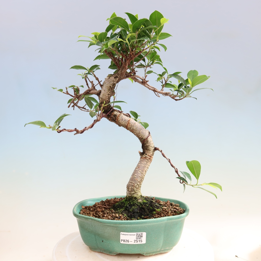 Pokojová bonsai - Ficus retusa -  malolistý fíkus