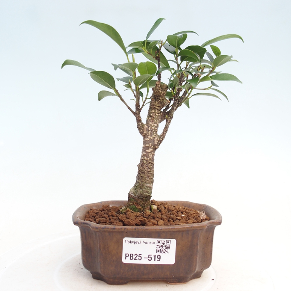 Pokojová bonsai Ficus retusa kimmen