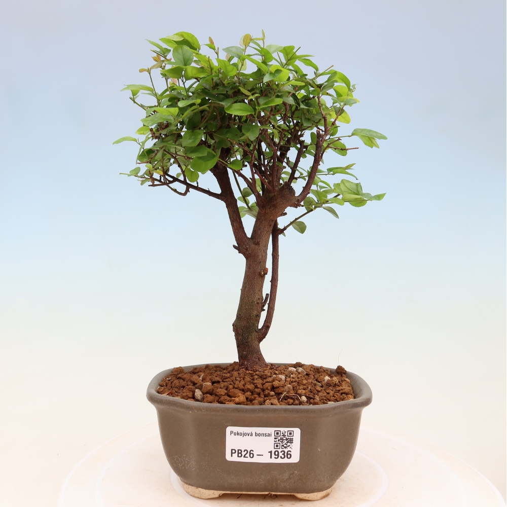 Pokojová bonsai - Sagerécie thea - Sagerécie thea