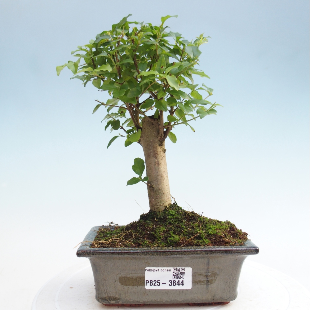 Pokojová bonsai -Ligustrum chinensis - Ptačí zob