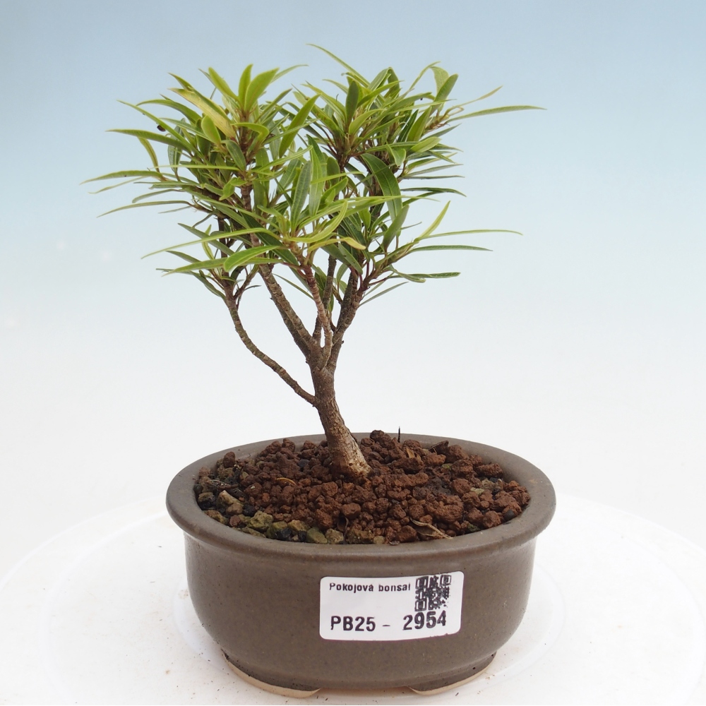 Pokojová bonsai - Ficus nerifolia -  malolistý fíkus