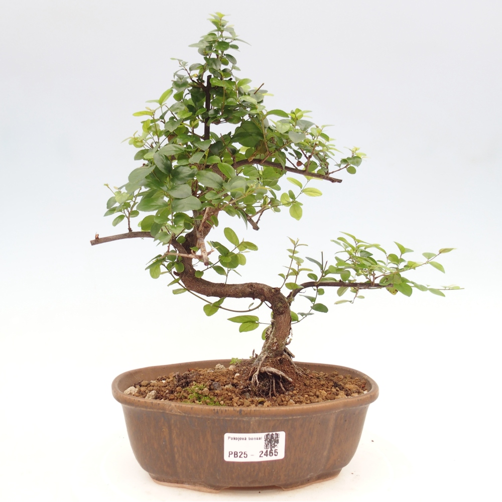 Pokojová bonsai - Sagerécie thea - Sagerécie thea