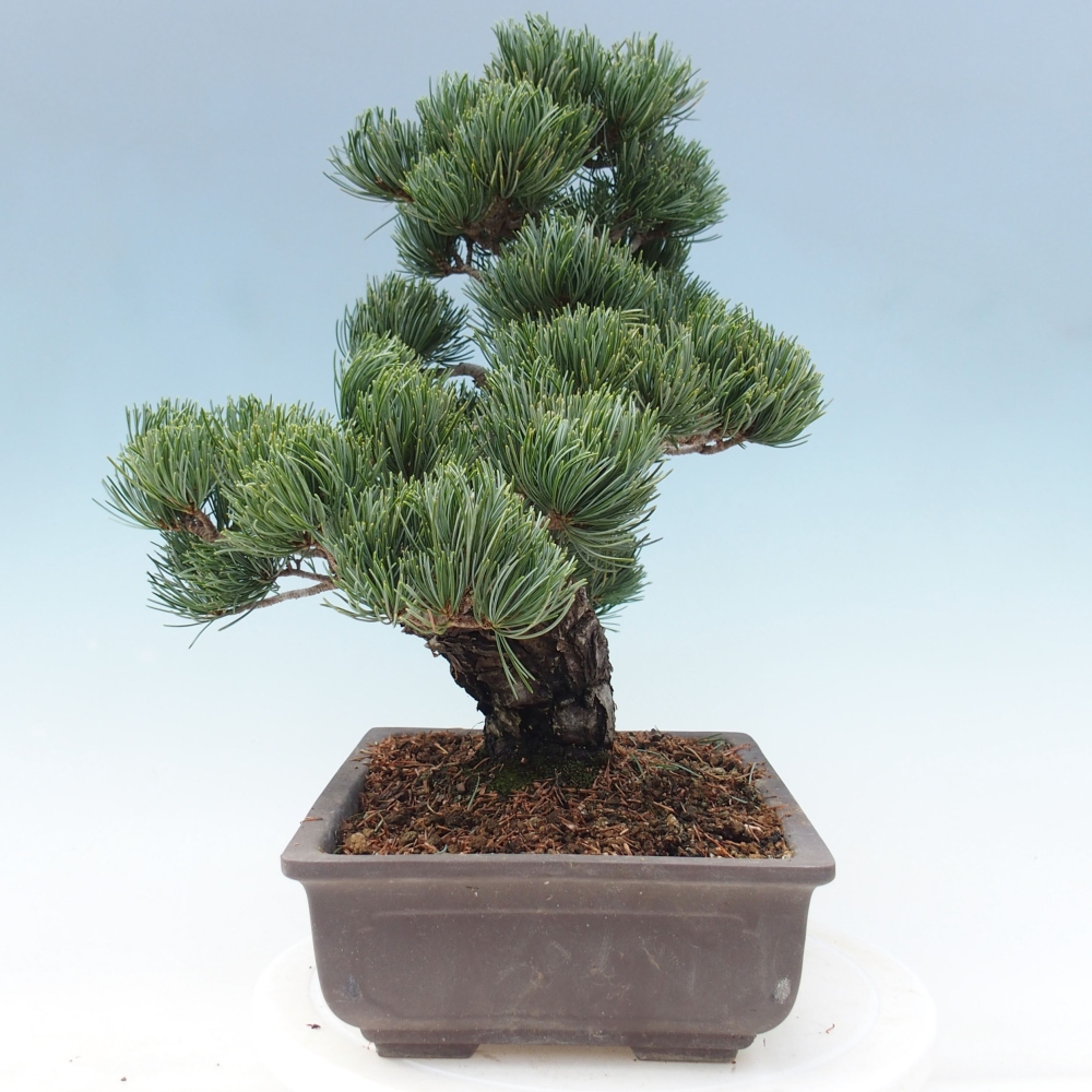 Venkovní bonsai - Pinus parviflora - Borovice drobnokvětá