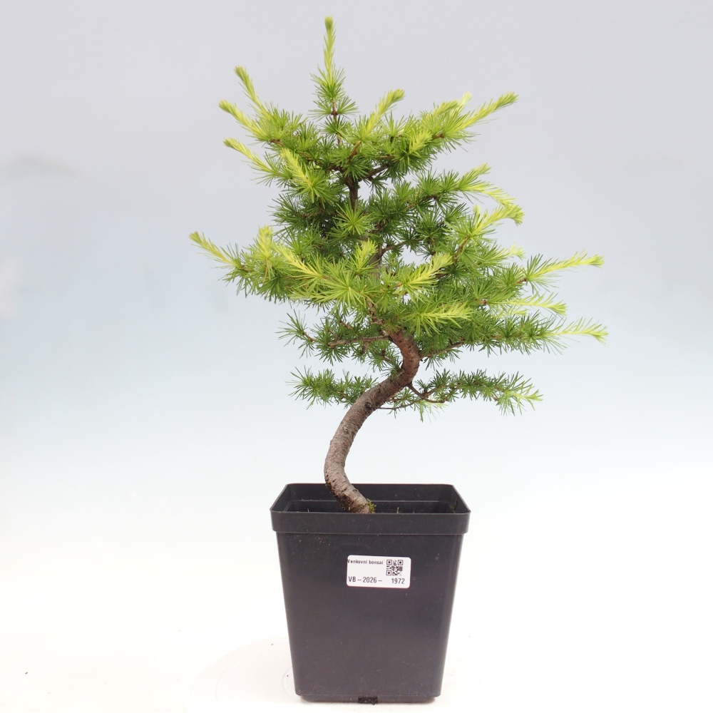 Venkovní bonsai -Larix decidua - Modřín opadavý 