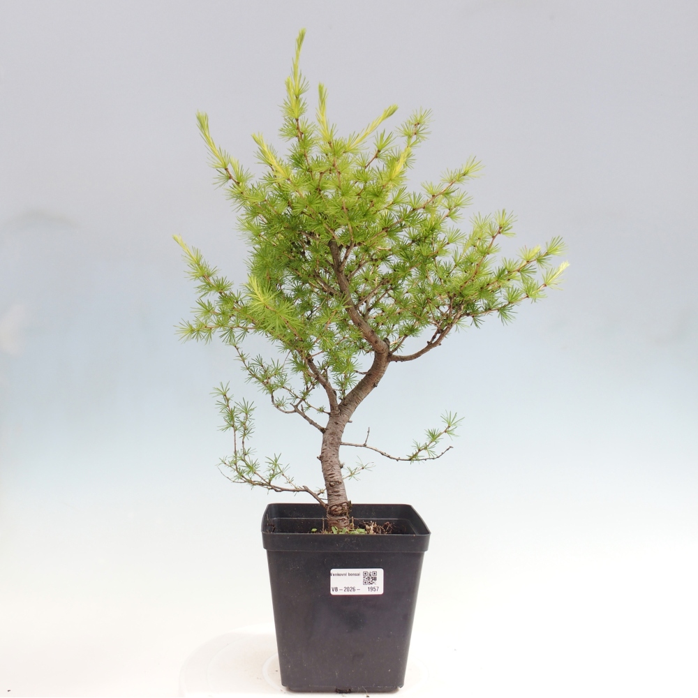 Venkovní bonsai -Larix decidua - Modřín opadavý 