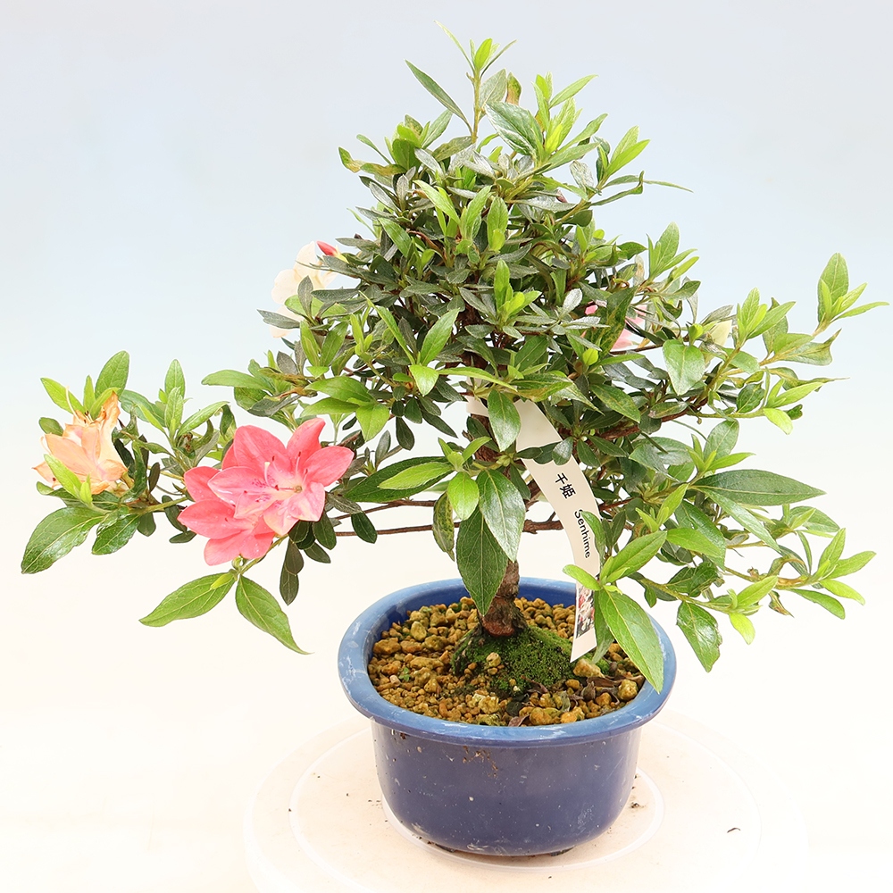 Venkovní bonsai - Japonská azalka - Azalea Senhime