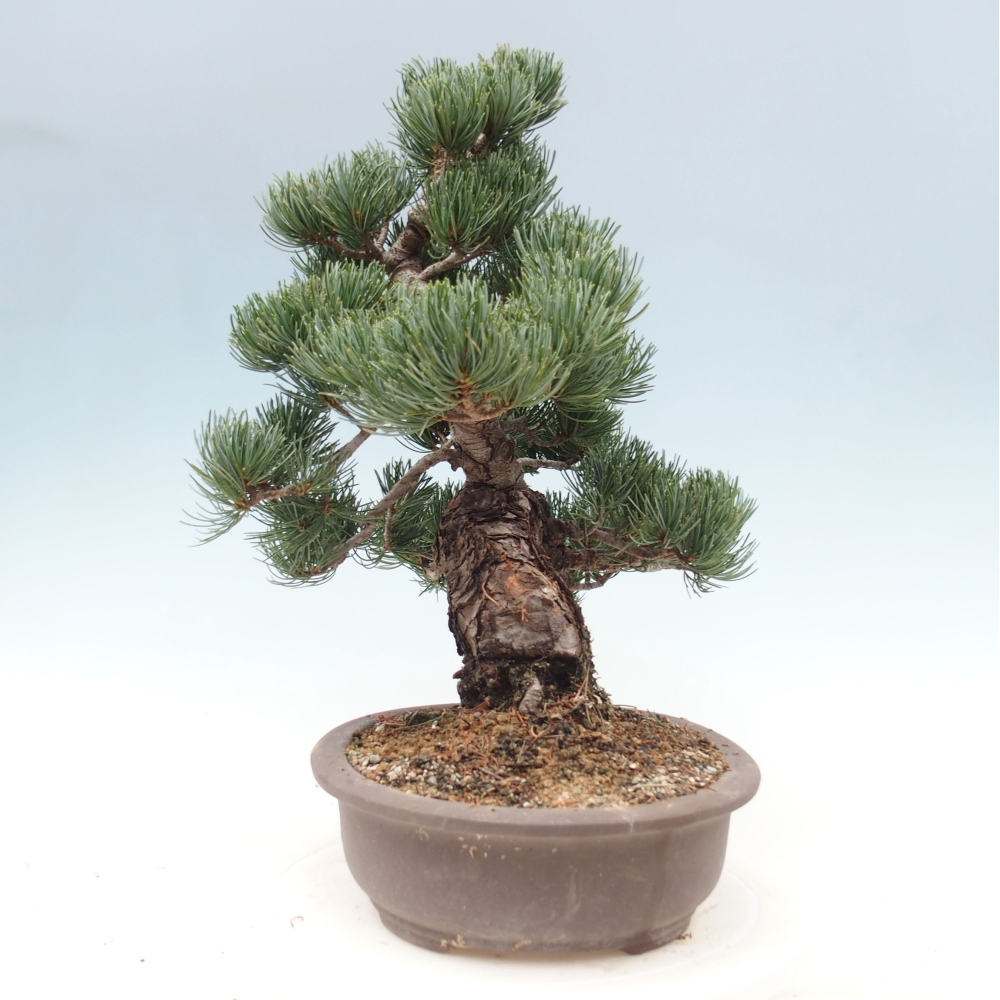 Venkovní bonsai - Pinus parviflora - Borovice drobnokvětá