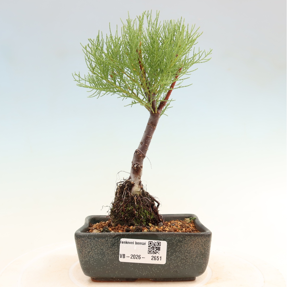 Venkovní bonsai - Tamaryšek - Tamarix