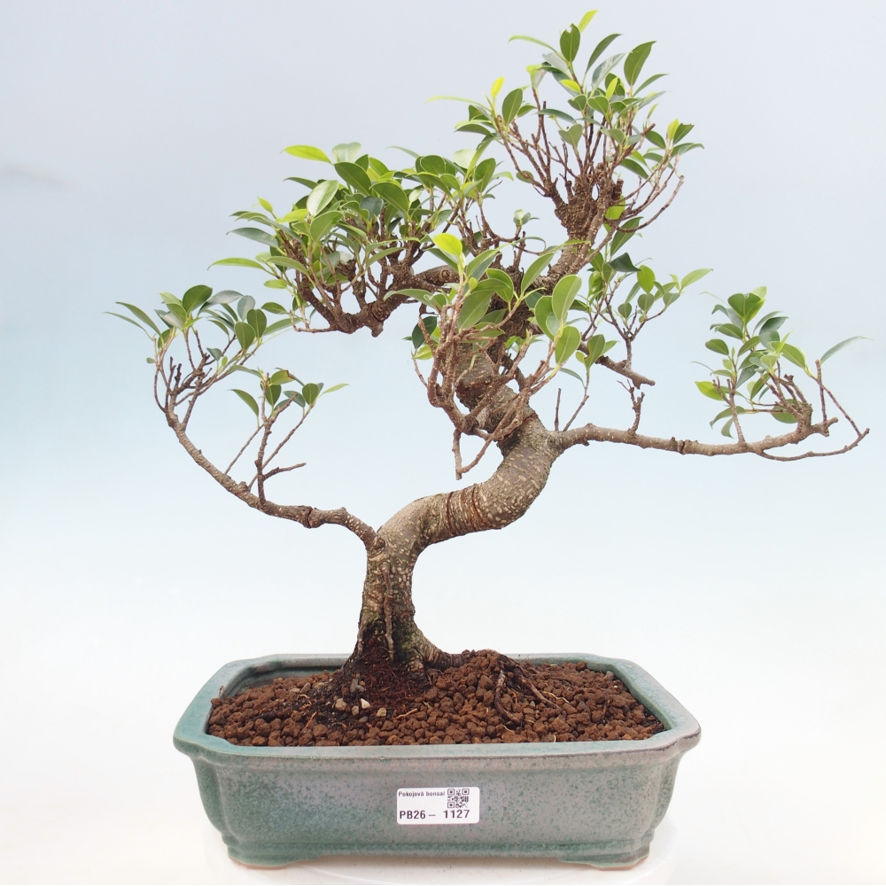 Pokojová bonsai - Ficus kimmen -  malolistý fíkus