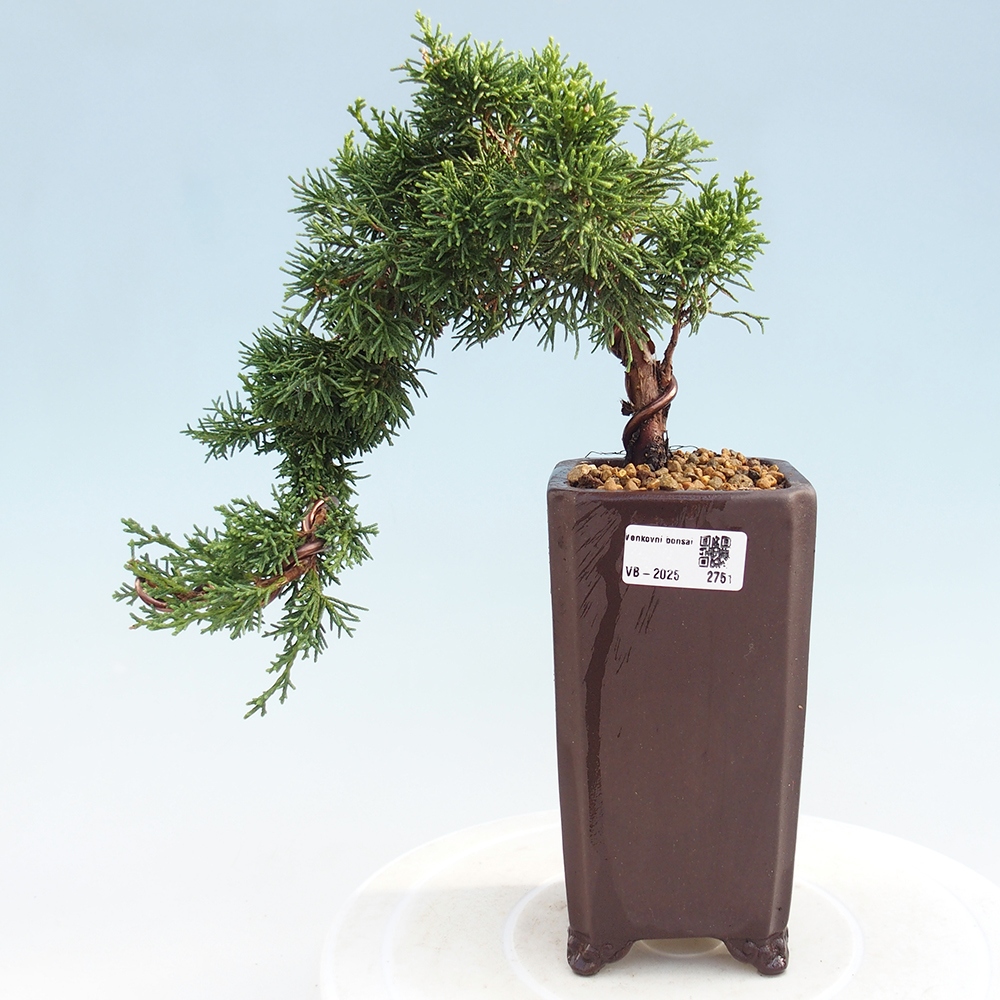 Venkovní bonsai - Juniperus chinensis Kishu -Jalovec čínský