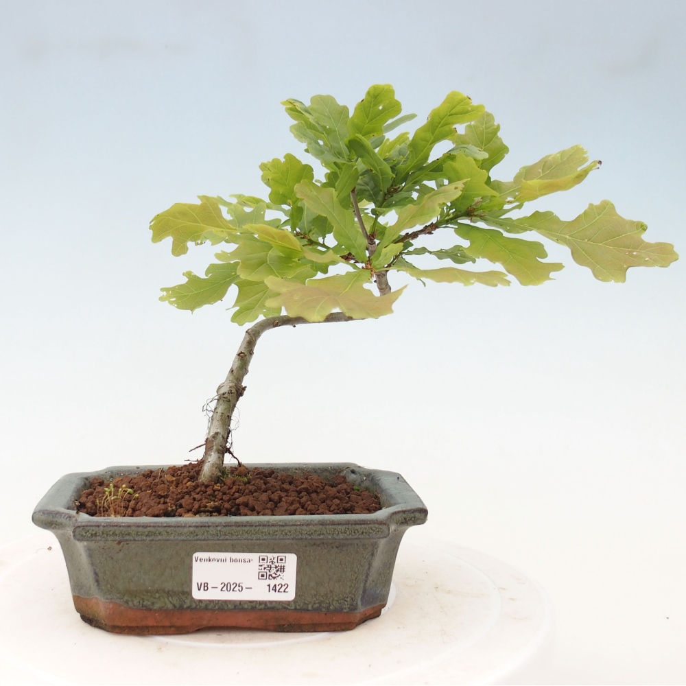 Venkovní bonsai - Quercus robur - Dub letní