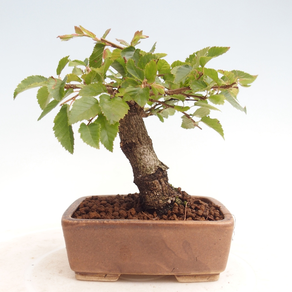 Venkovní bonsai -Carpinus CARPINOIDES - Habr korejský