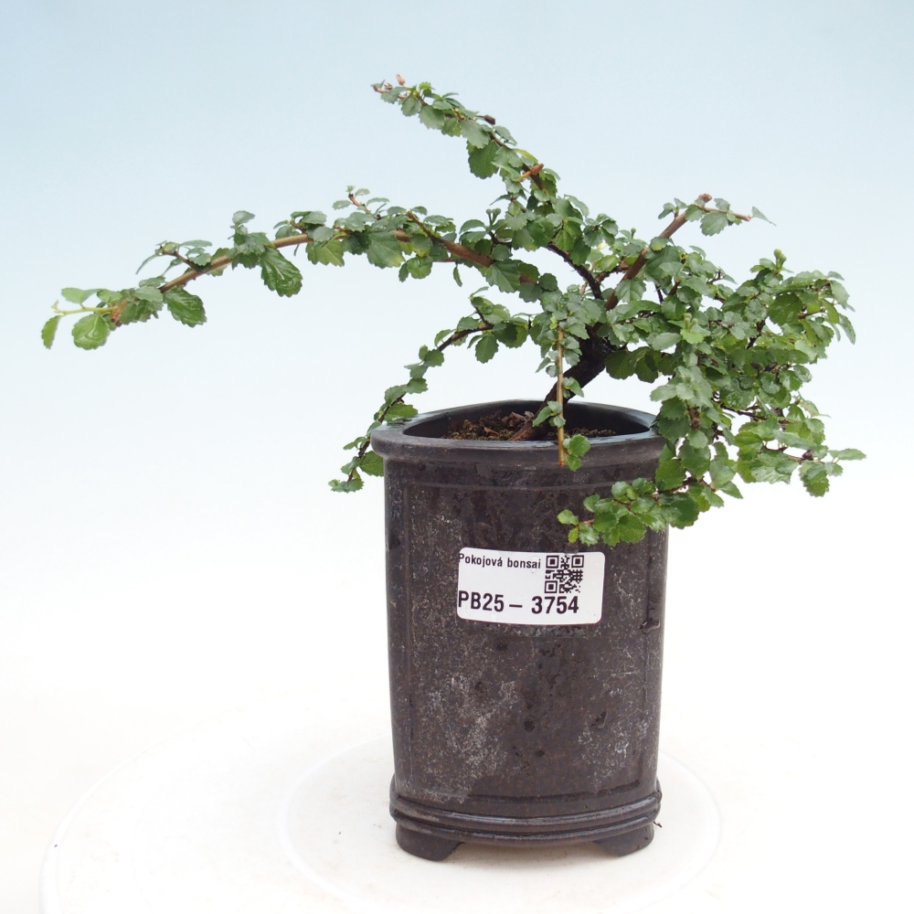 Pokojová bonsai - Grewia sp. - Grewie malolistá