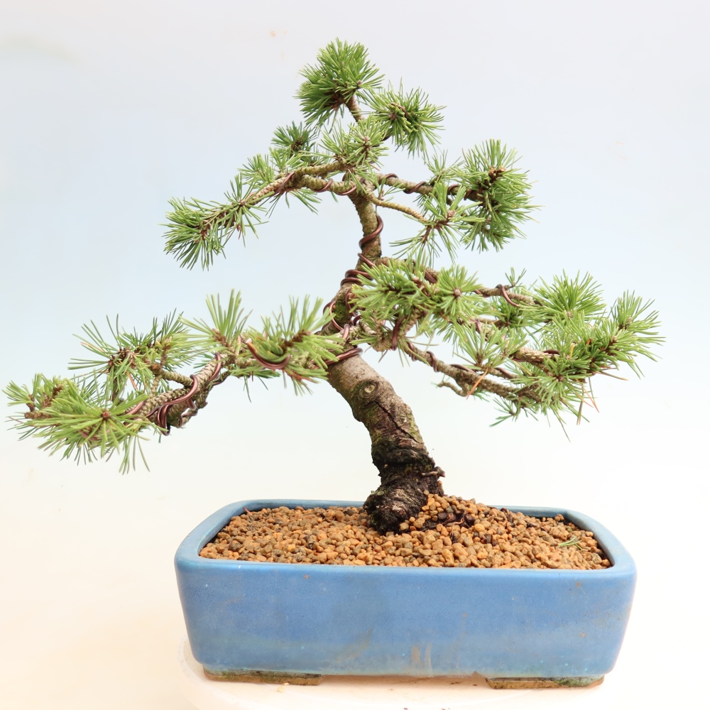Venkovní bonsai - Pinus mugo Humpy  - Borovice kleč