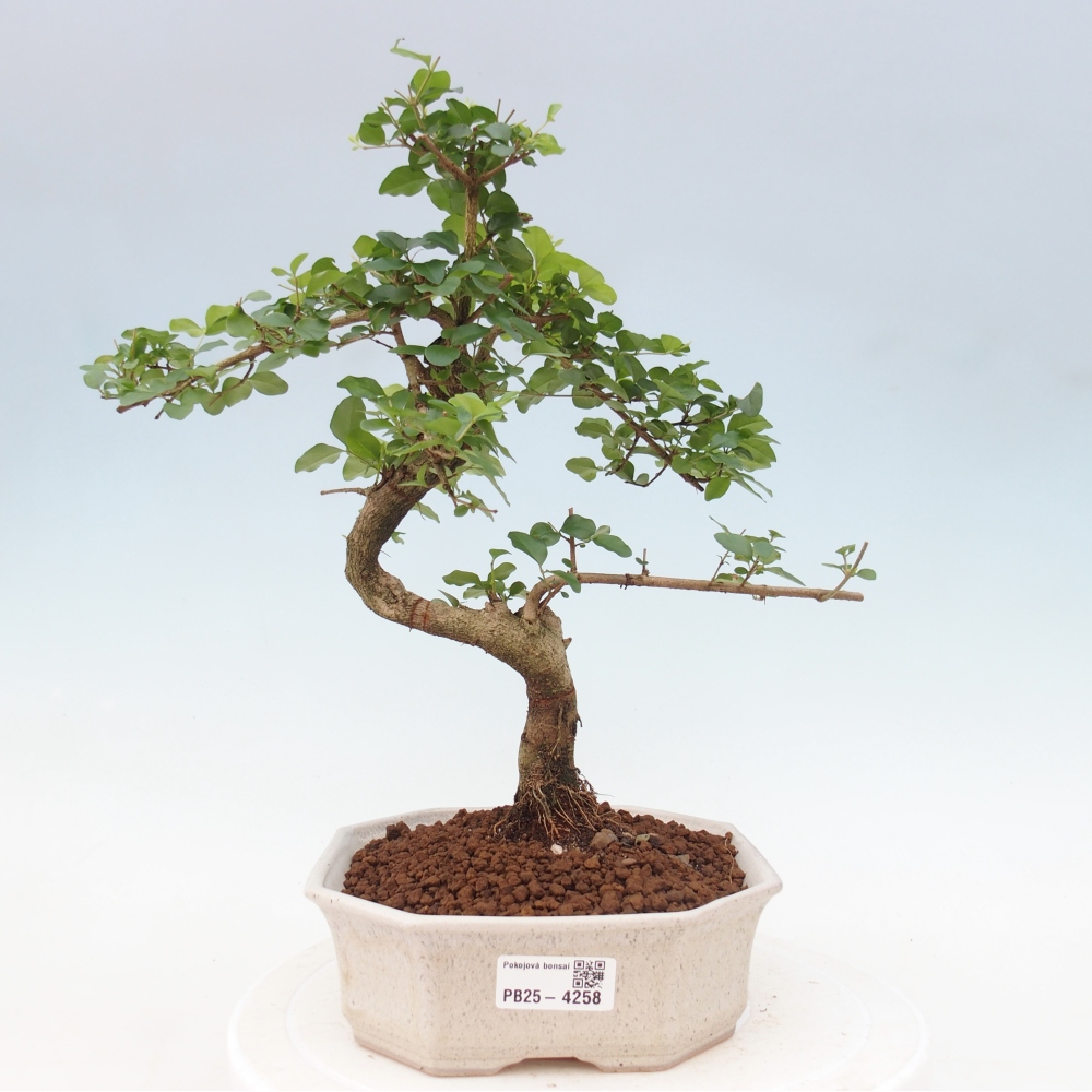 Pokojová bonsai -Ligustrum chinensis - Ptačí zob