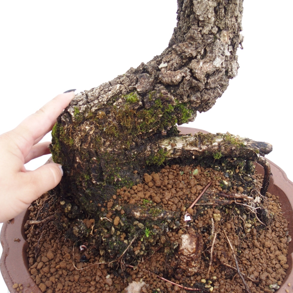 Yamadori - Quercus Ilex -Dub cesmínovitý