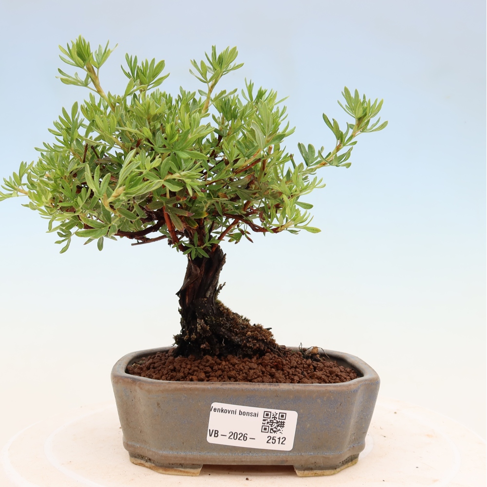 Venkovní bonsai-Mochna křovitá - potentila fruticosa 