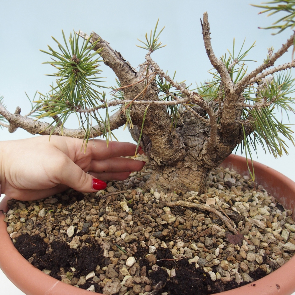 Yamadori - Pinus sylvestris Španělsko