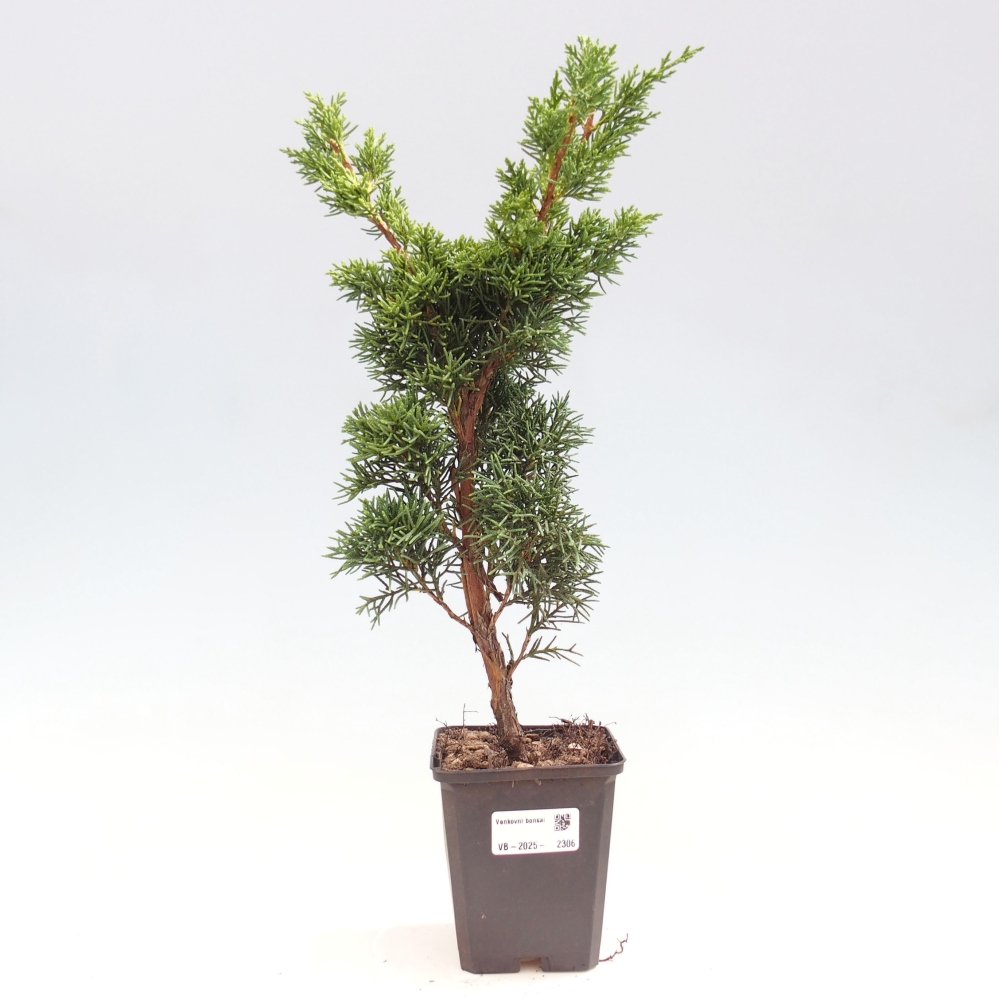 Venkovní bonsai - Juniperus chinensis Kishu -Jalovec čínský