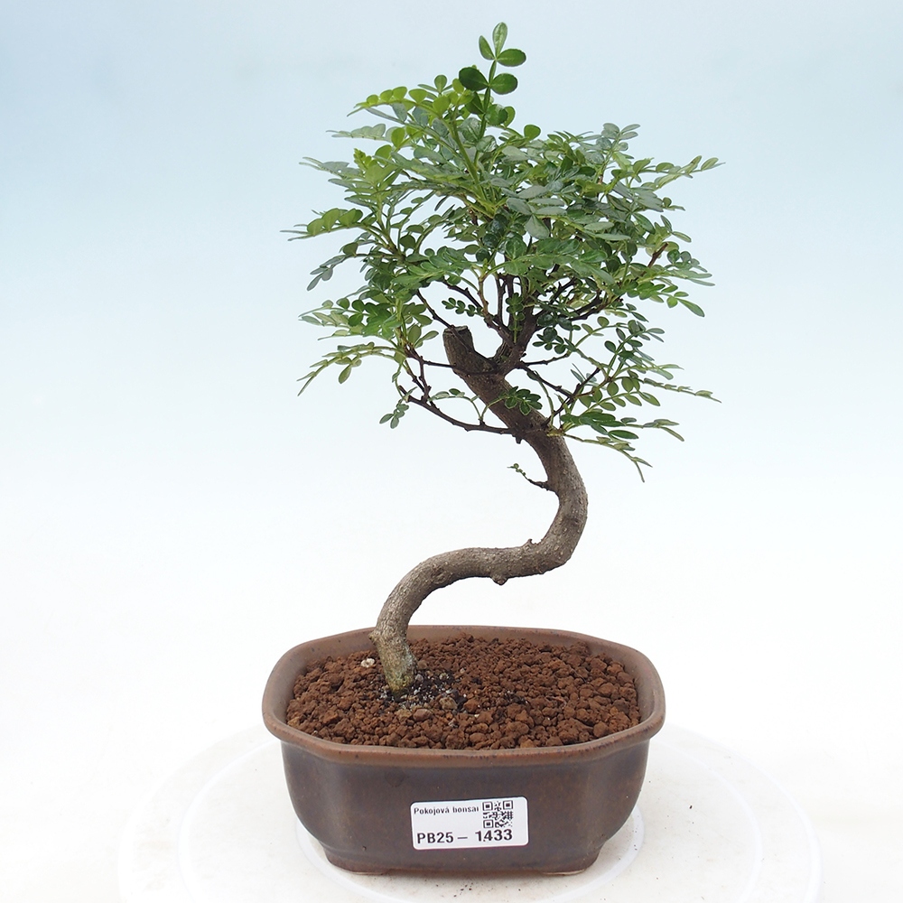 Pokojová bonsai - Zantoxylum piperitum - pepřovník