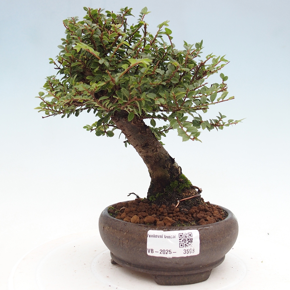 Venkovní bonsai - Ulmus parvifolia Hokkaido - jilm Čínský