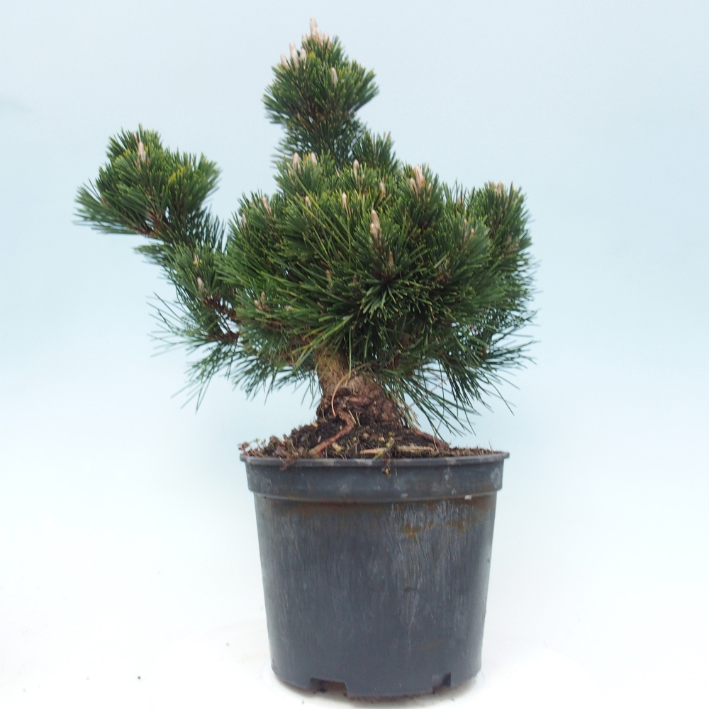 Venkovní bonsai - Pinus thunbergii senjyumaru - Borovice thunbergova