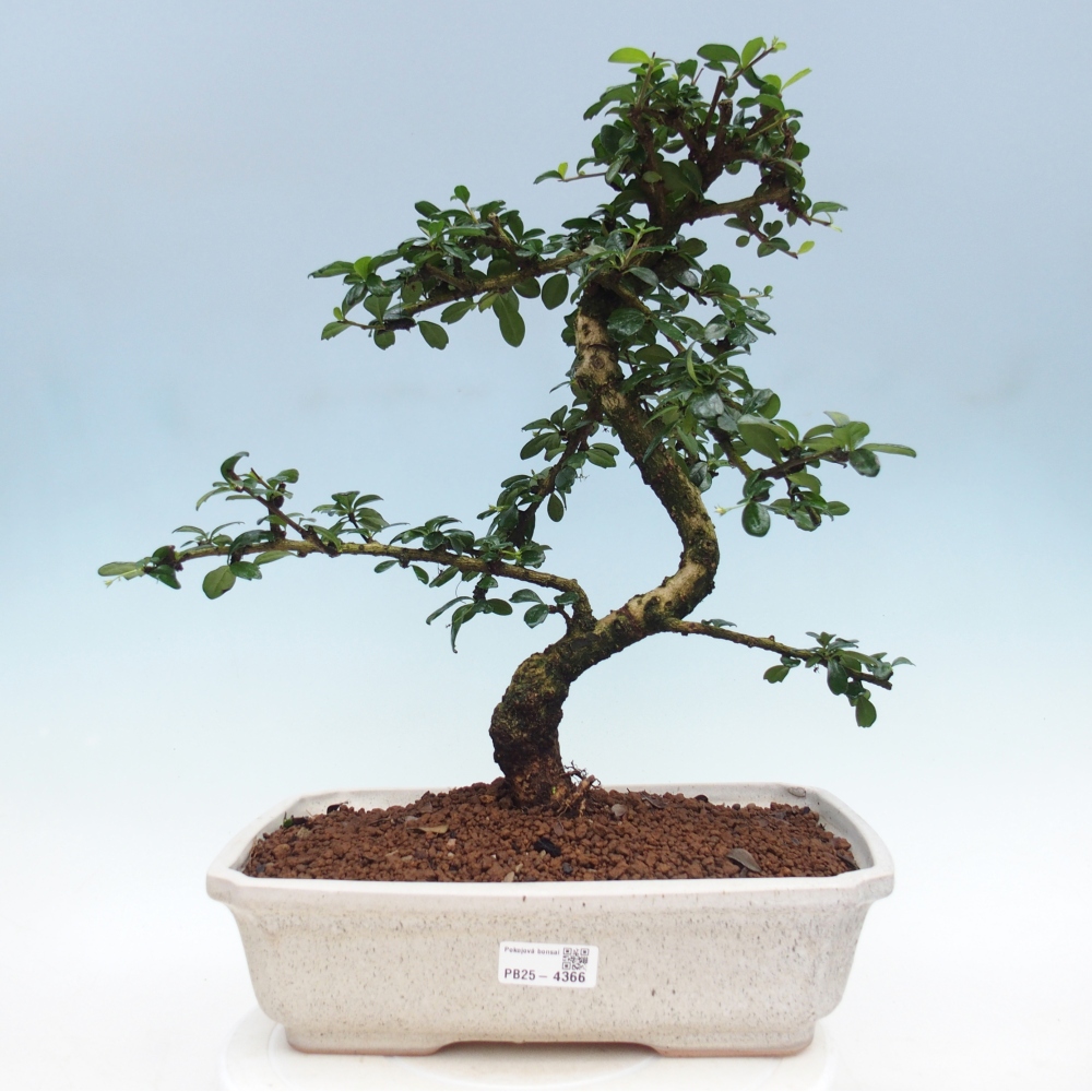 Pokojová bonsai - Carmona macrophylla - Čaj fuki