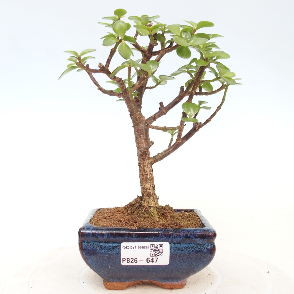Pokojová bonsai - Portulakaria Afra - Tlustice
