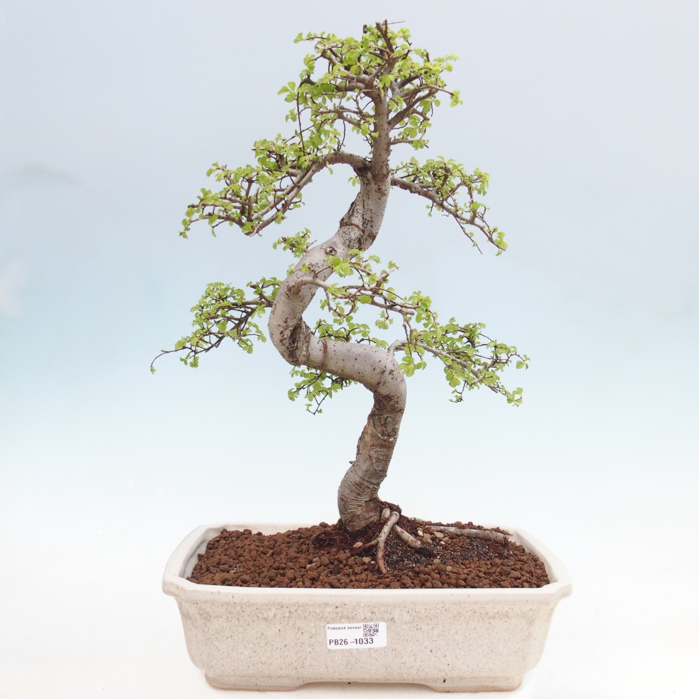 Pokojová bonsai - Ulmus parvifolia - Malolistý jilm