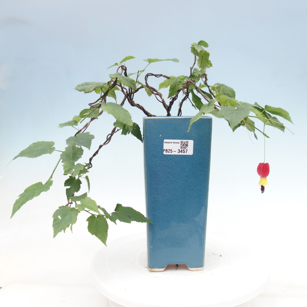 Pokojová bonsai - Abutilon Big Bell - Mračňák poříční