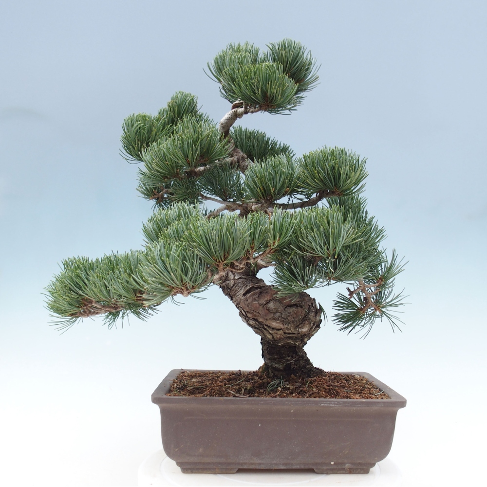 Venkovní bonsai - Pinus parviflora - Borovice drobnokvětá