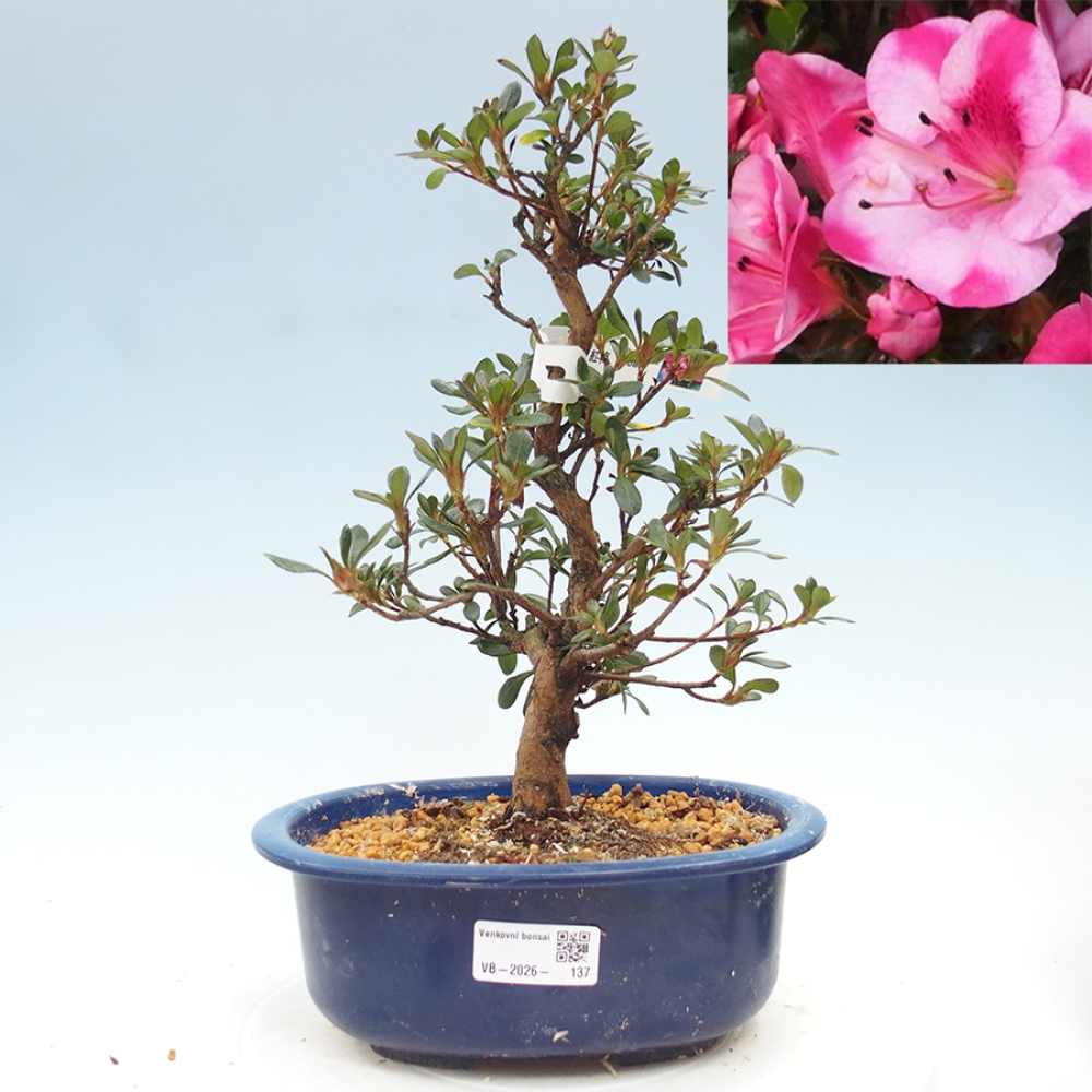Venkovní bonsai - Japonská azalka - Azalea Kobai