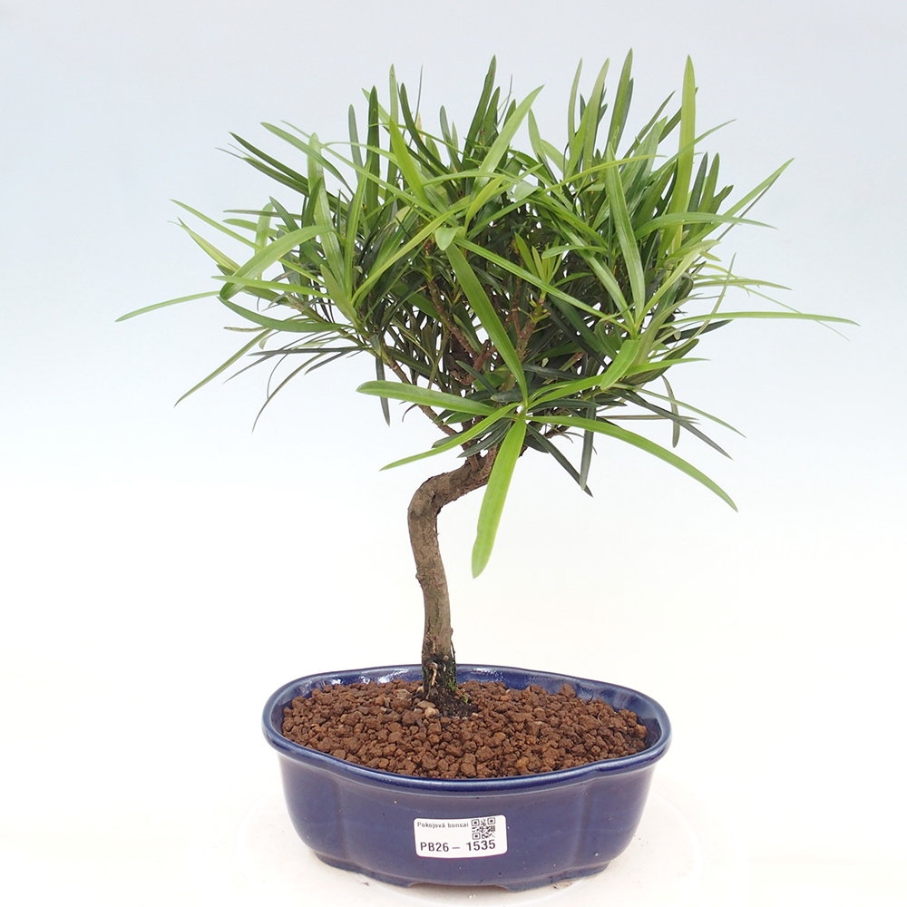 Pokojová bonsai - Podocarpus - Kamenný tis