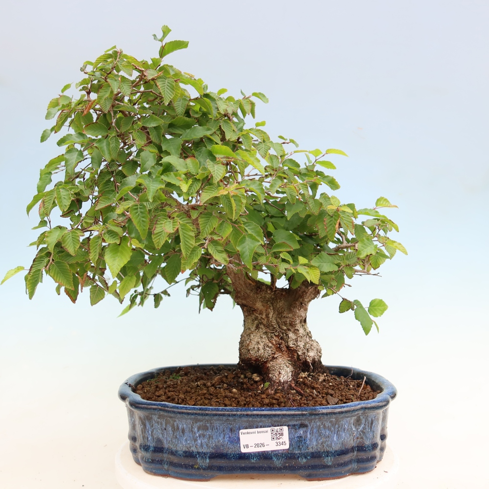 Venkovní bonsai -Carpinus Coreana - Habr korejský