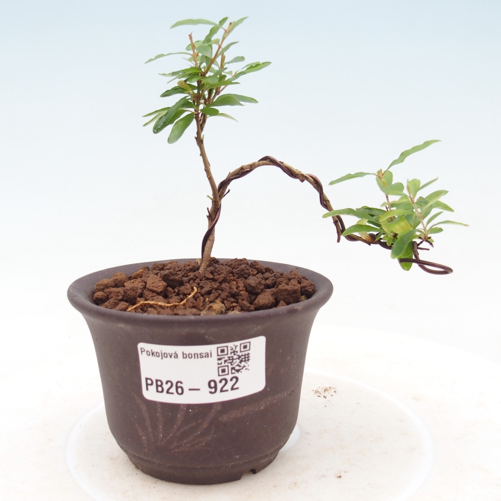 Pokojová bonsai-PUNICA granatum nana-Granátové jablko