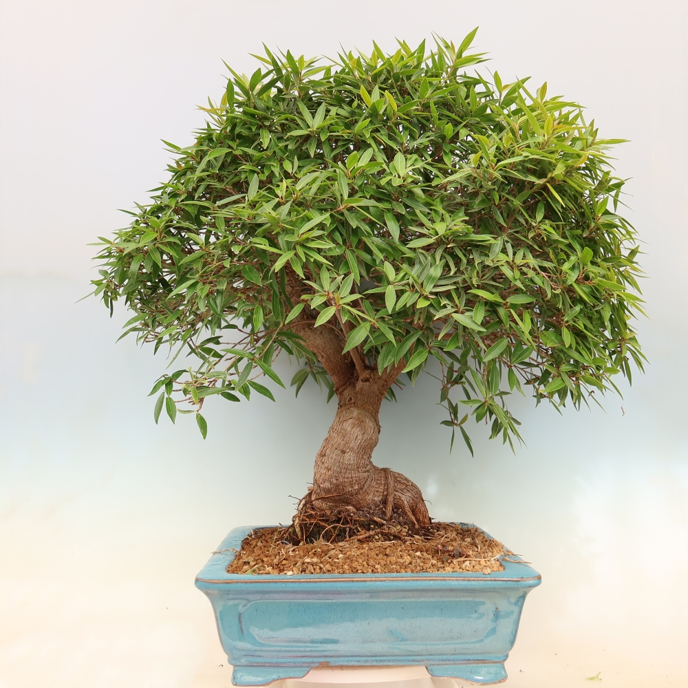 Pokojová bonsai - Ficus nerifolia -  malolistý fíkus